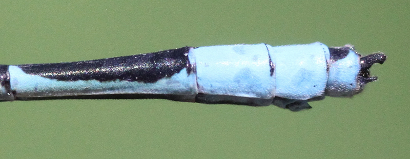 photo of Male slender bluet abdomen tip