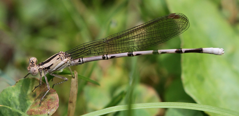 photo of Teneral/immature male springwater dancer