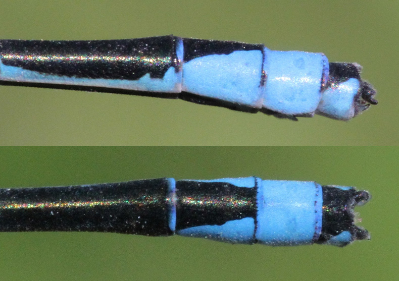 photo of Side (top image) and top view of male stream bluet cerci