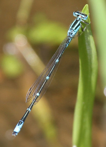 photo of Male stream bluet