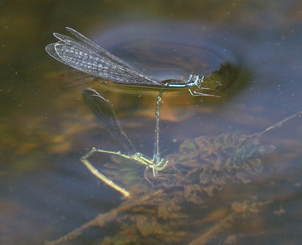 photo of Stream bluet pair submerging to oviposit