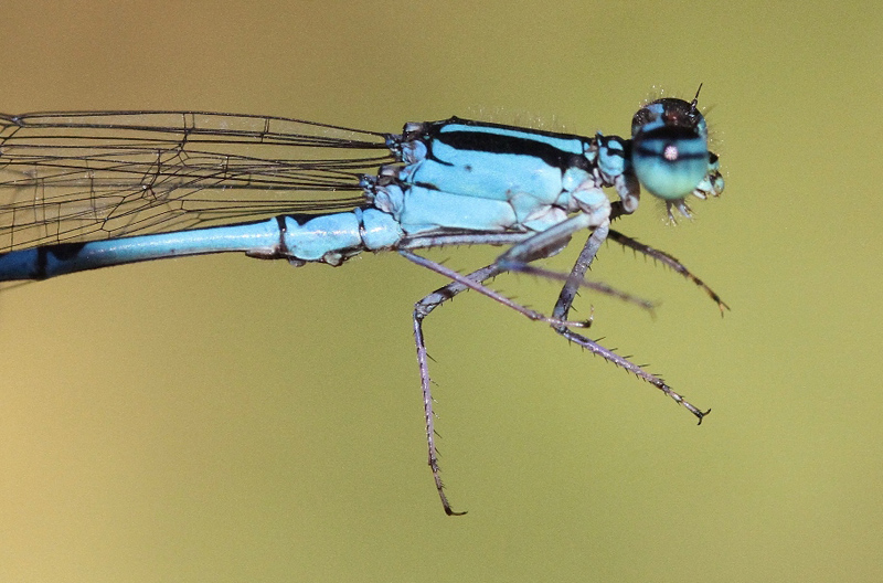 photo of Close-up of male stream bluet thorax