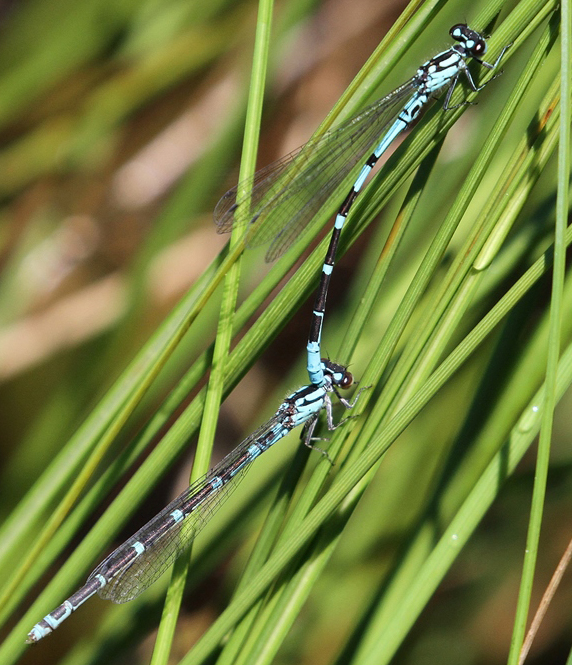 photo of Subarctic bluet pair