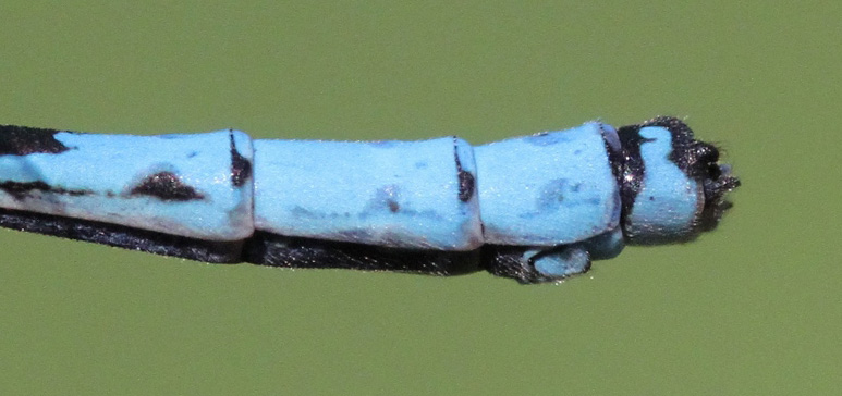 photo of Male subarctic bluet abdomen tip showing cercus (upper part of clasper) in side view