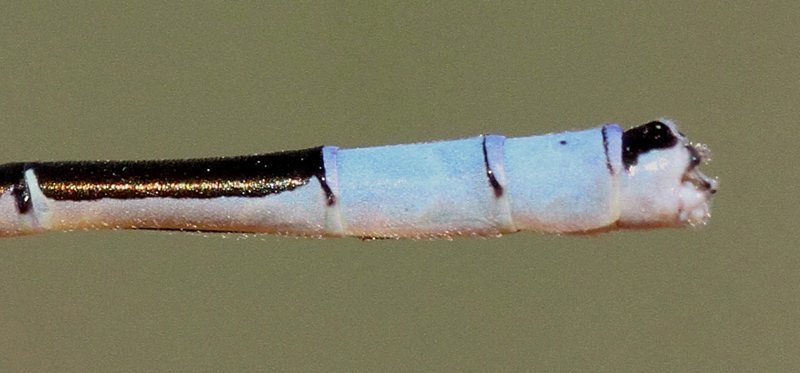 photo of Close-up of male taiga bluet cerci