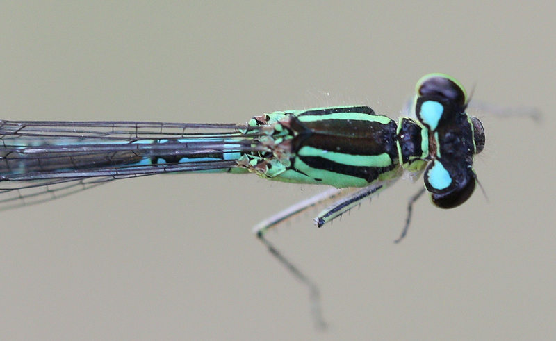 photo of Top view close-up of female taiga bluet thorax