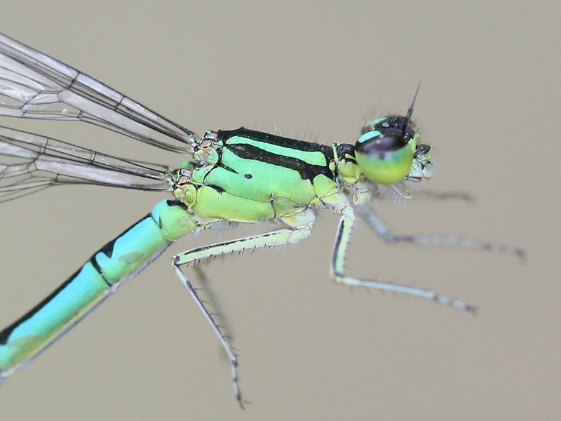 photo of Close-up of female taiga bluet thorax