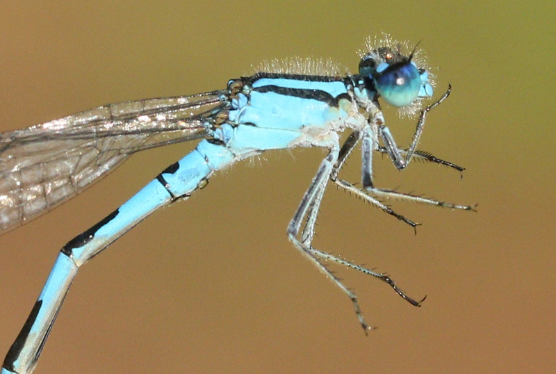 photo of Close-up of male tule bluet thorax