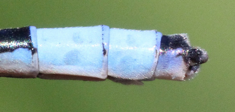 photo of Male tule bluet abdomen tip showing cercus (upper part of clasper) in side view
