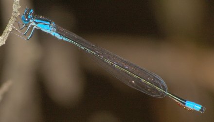 photo of Male turquoise bluet