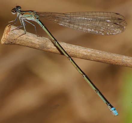 photo of Female turquoise bluet