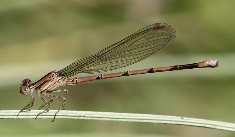 photo of Immature male variable dancer