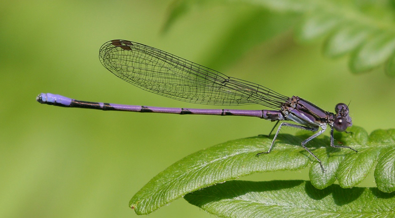 Purple Damselfly