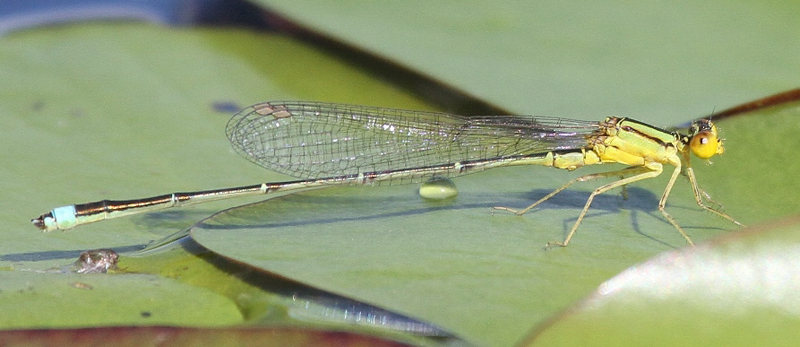 photo of Male vesper bluet with wide thoracic stripe variation