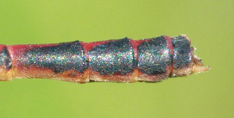 photo of Side view of male western red damsel cerci