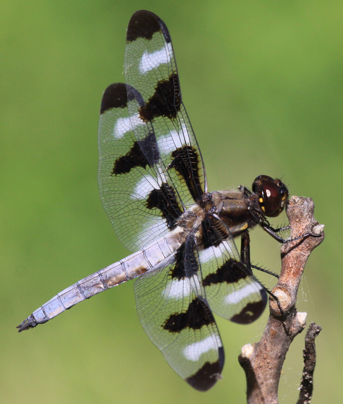photo of Male twelve-spotted skimmer