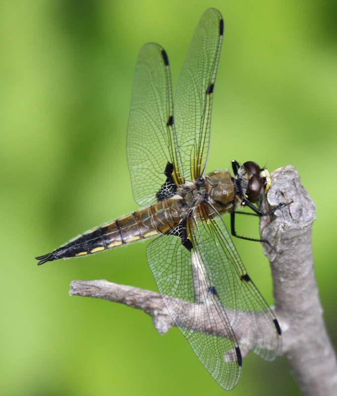 photo of Male four-spotted skimmer