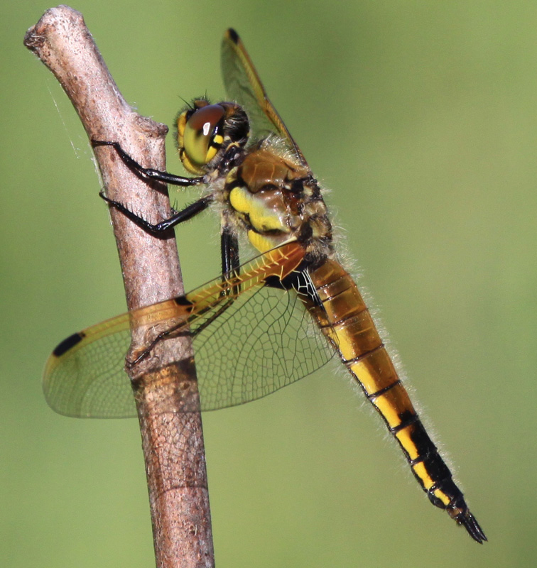 photo of Immature male four-spotted skimmer