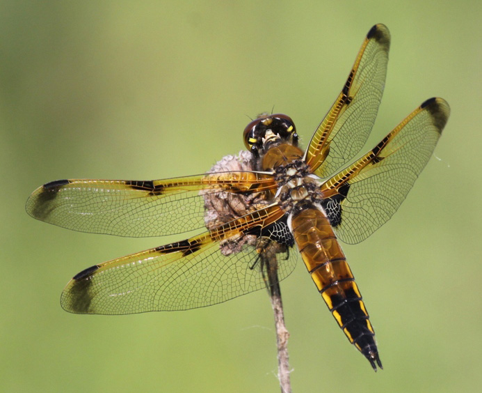 photo of Immature female four-spotted skimmer