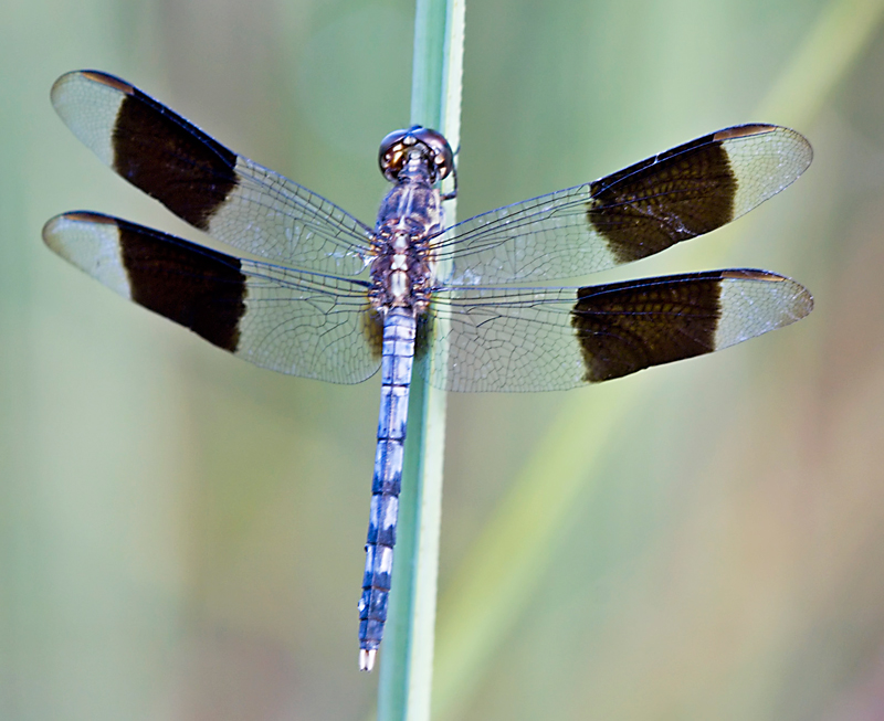 photo of Male band-winged dragonlet