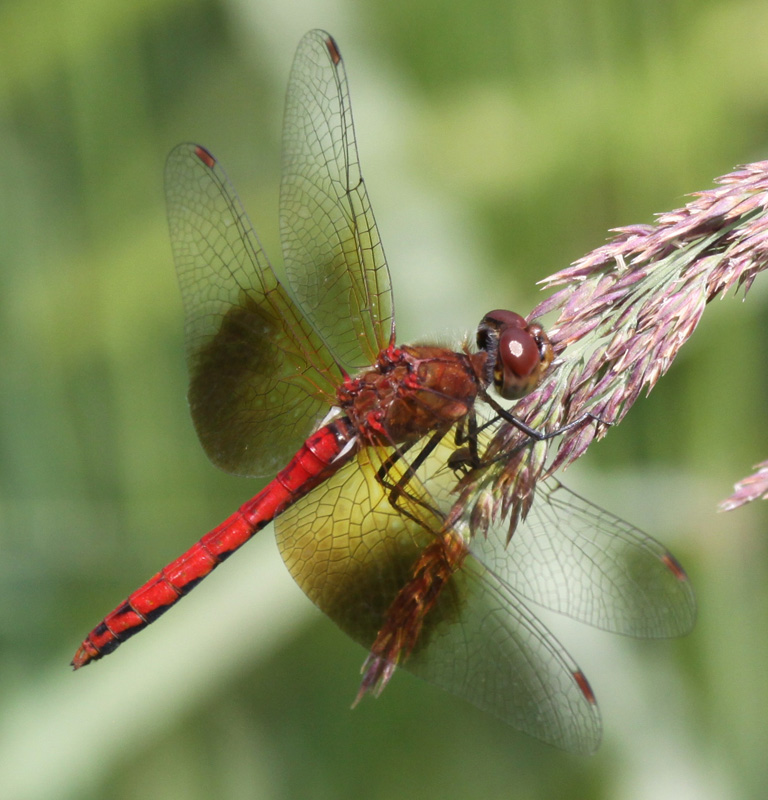 photo of Mature male band-winged meadowhawk