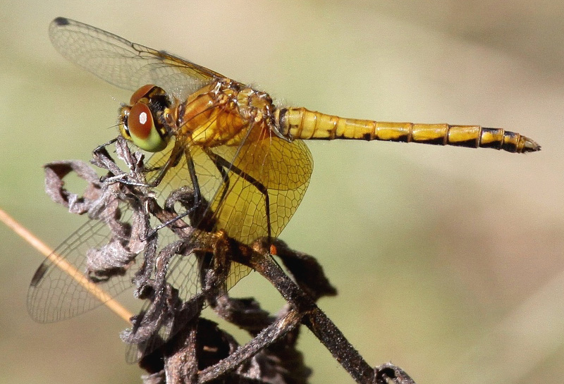 photo of Immature male band-winged meadowhawk