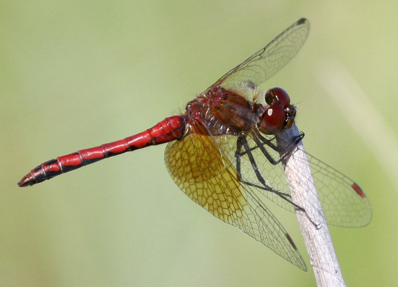 photo of Mature male band-winged meadowhawk
