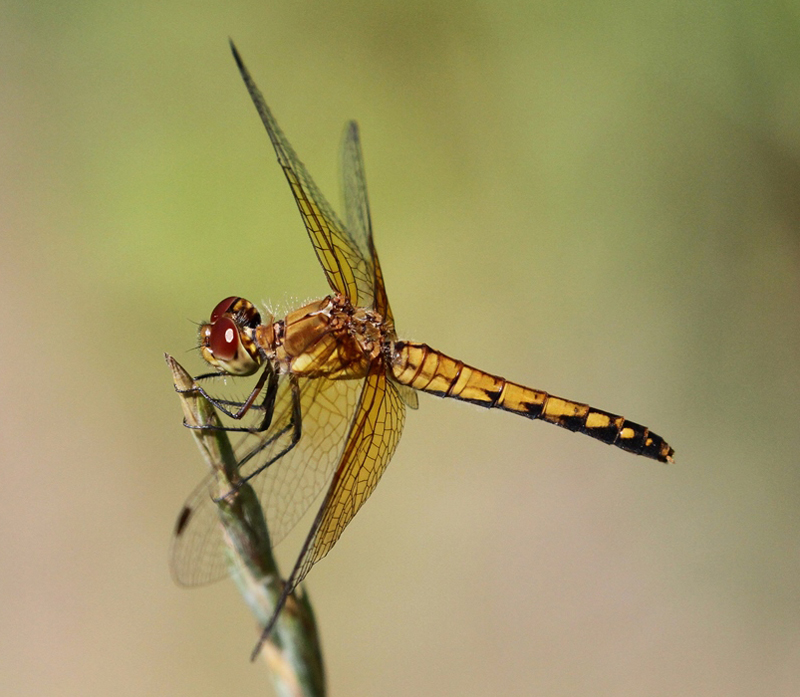 photo of Yellow-form female band-winged meadowhawk