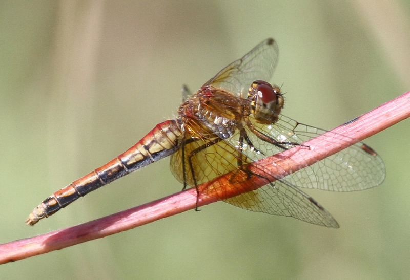 photo of Red-form female band-winged meadowhawk