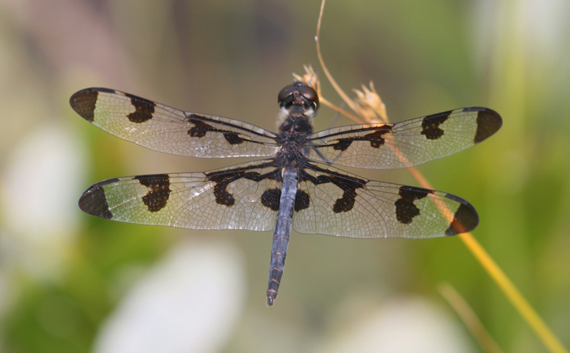 photo of Male banded pennant
