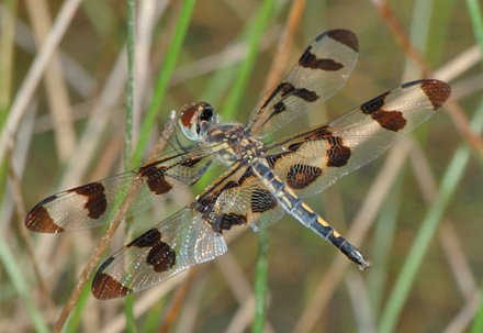 photo of Female banded pennant