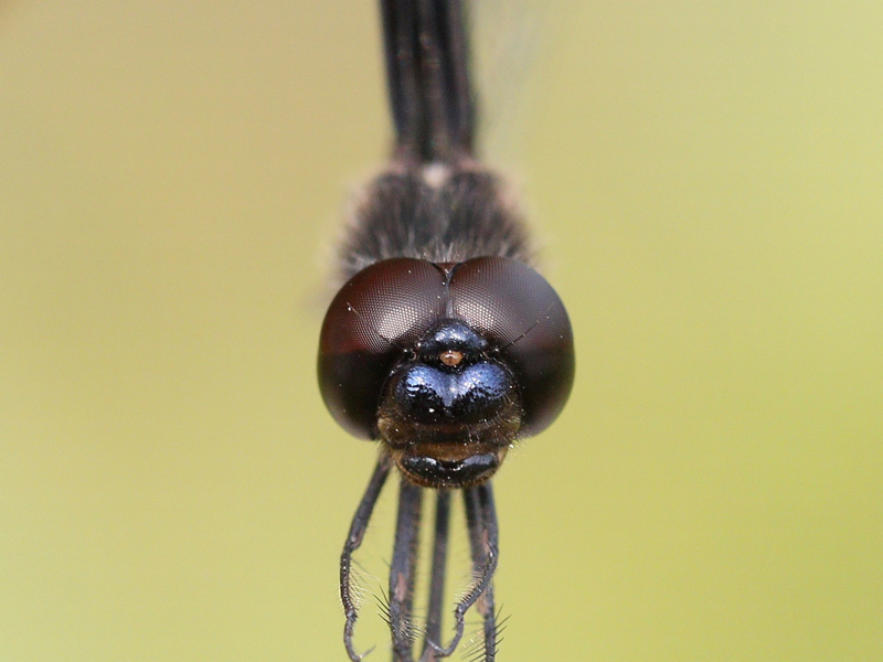 photo of Close-up of male banded pennant face