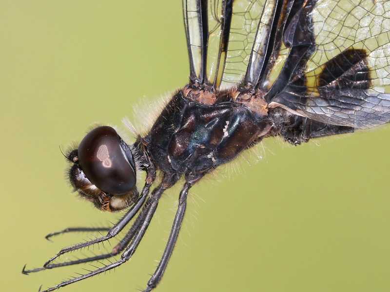 photo of Close-up of male banded pennant thorax