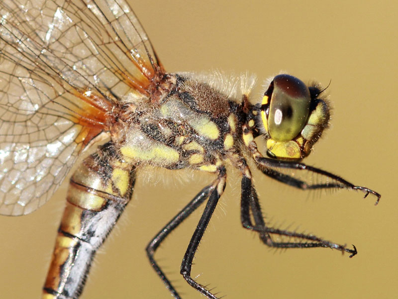 photo of Close-up of female black meadowhawk thorax