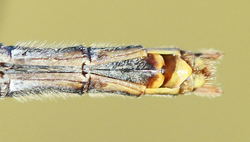 photo of Bottom view of female black meadowhawk abdomen tip