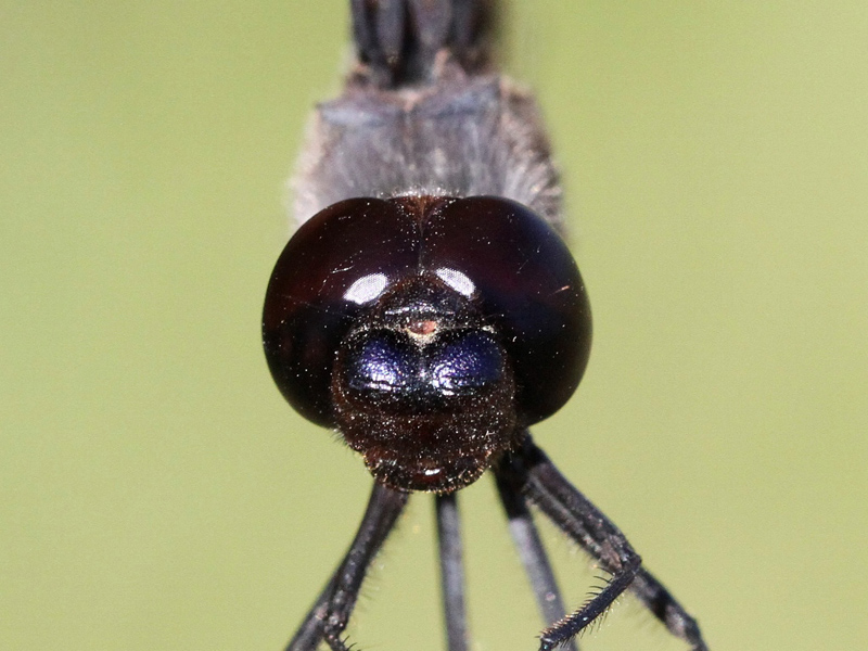photo of Close-up of male black saddlebags face