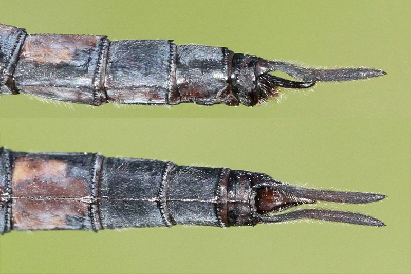 photo of Side (top image) and top view of cercus for male black saddlebags