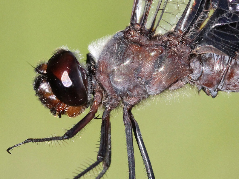 photo of Close-up of male black saddlebags thorax