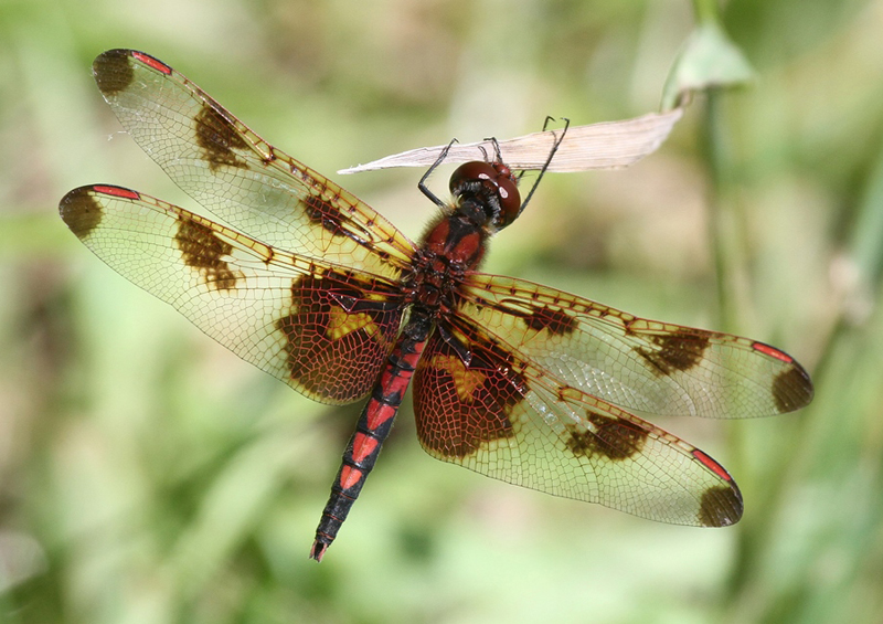 photo of Male calico pennant
