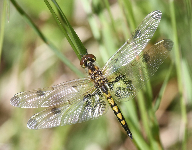 photo of Teneral male calico pennant