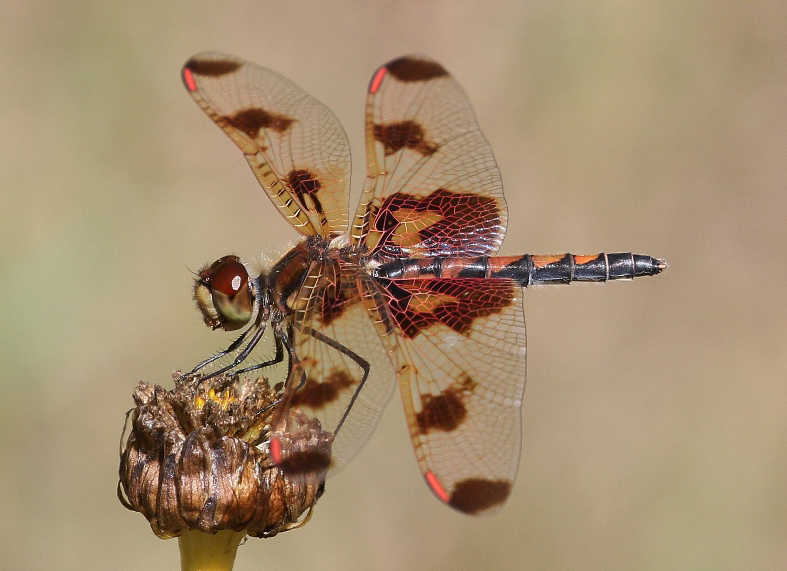 photo of Female (red andromorph) calico pennant