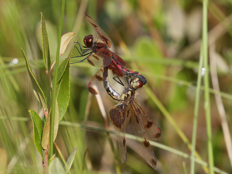 photo of Calico pennant mating pair