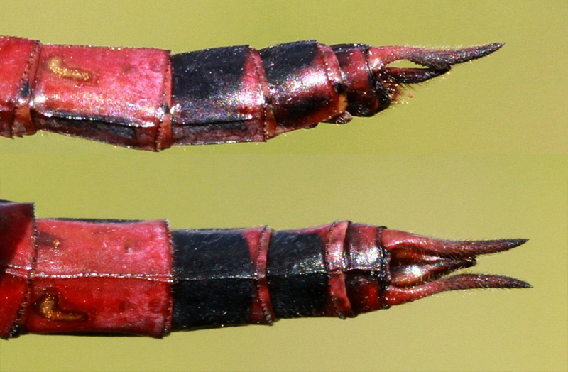 photo of Side (top image) and top view of male Carolina saddlebags cercus