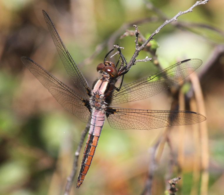 photo of Immature male chalk-fronted corporal