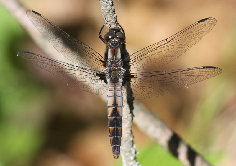 photo of Immature female chalk-fronted corporal