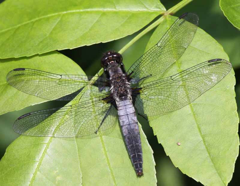 photo of Female chalk-fronted corporal