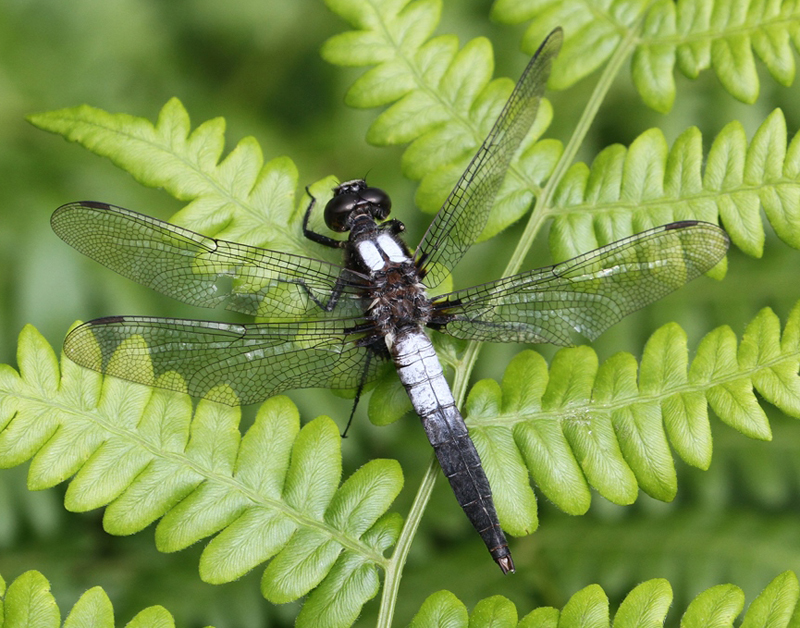 photo of Male chalk-fronted corporal