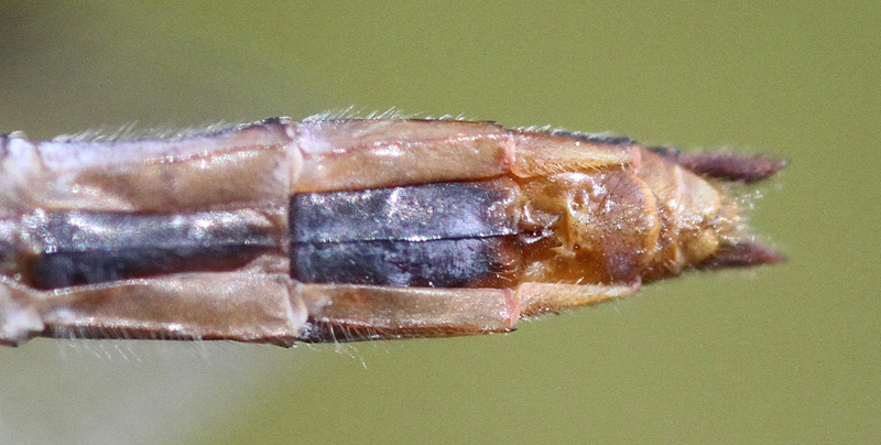 photo of Abdomen tip of female cherry-faced meadowhawk showing subgenital plate