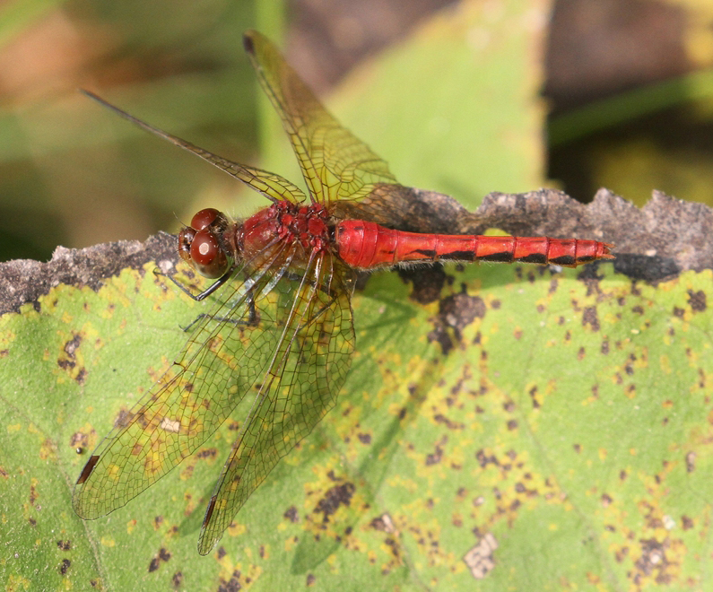 photo of Female dark-winged red-form cherry-faced meadowhawk