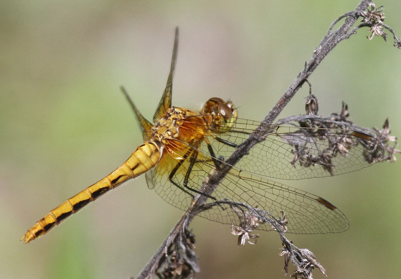 photo of Immature female cherry-faced meadowhawk